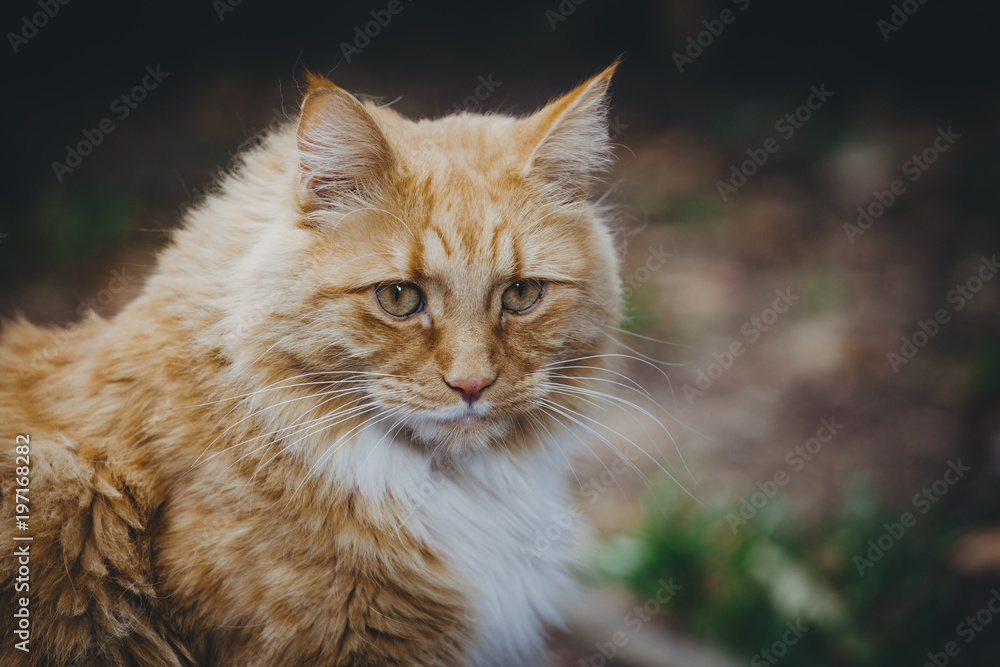 Vintage portrait of ginger cat with copy space