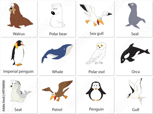 Set of funny walrus, polar bear, seal and sea gull. Educational game for kids