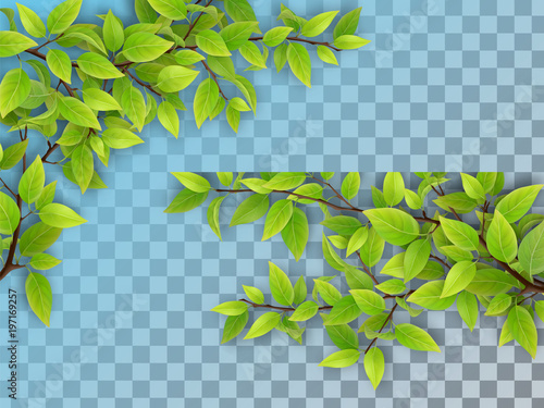 Set of realistic vector tree branches with green leaves. Element of natural design. Isolated on a transparent background.