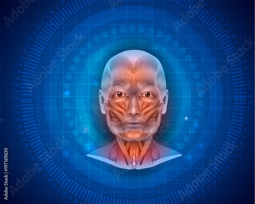 Muscles of the face and neck detailed bright anatomy on a blue background