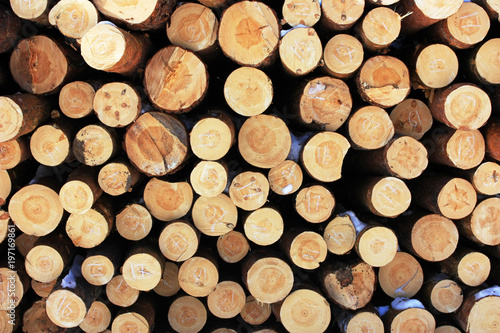 Pile of pine firewood