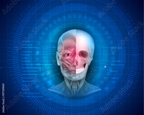 Muscles and bones of the face detailed bright anatomy with names of muscles and bones on a blue abstract background