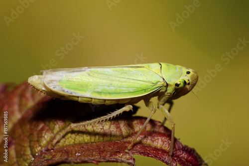 Macro of Caucasian light green leafhoppers on red leaf photo