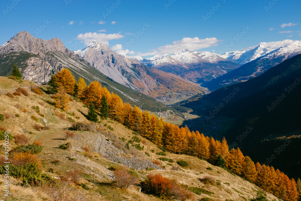 Beautiful colored larches with autumn colors in the mountains.