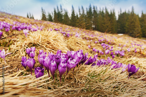 Beautiful purple crocus flowers in spring mountains.