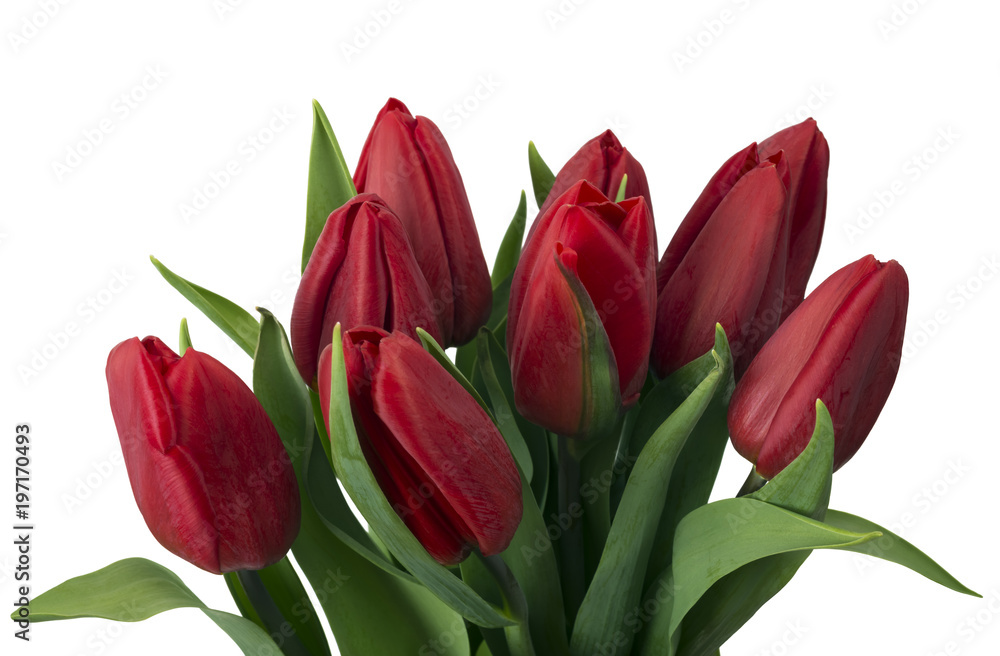Obraz premium Bouquet of red tulips, copy space. Spring fresh flowers, mockup for mothers day, valentine or wedding greeting card