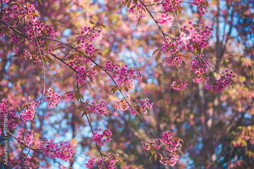 Cherry flower Prunus cerasoides,Giant tiger flower.bright pink flowers of Sakura in "Phu Lom Lo" National Park Loei province, Thailand.