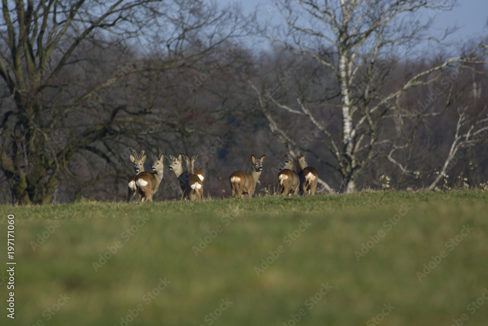 Fototapeta premium Deer