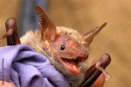 Bat with long ears