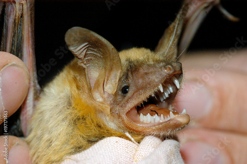 Close up of a bat
