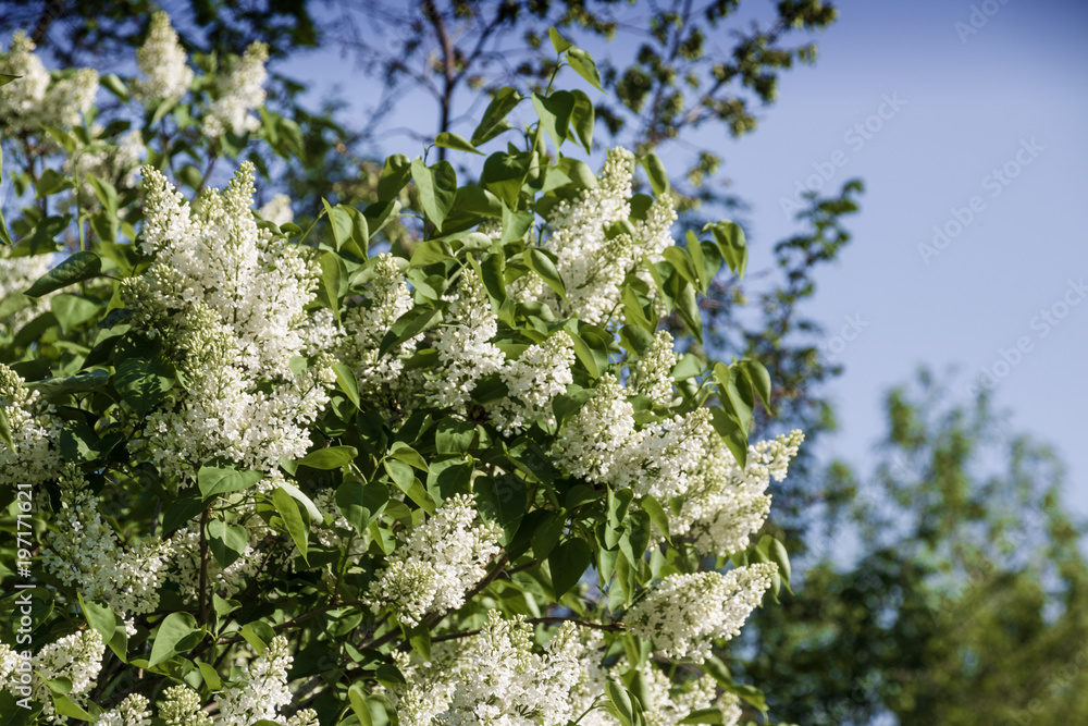 Bush of white lilac flowers in the garden Bush of white lilac flowers in the garden