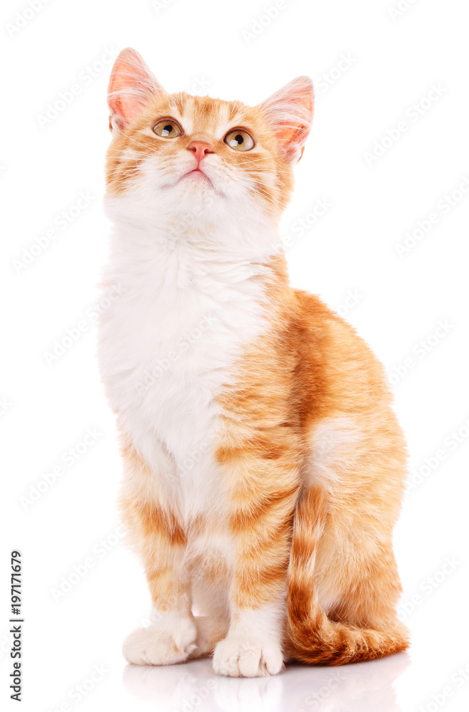 Cute orange kitten looking up.