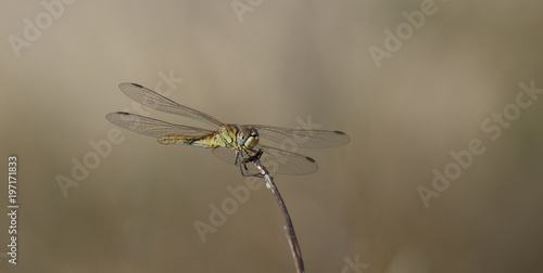 Libellule bleue accrochée à un roseau au-dessus de l'eau d'une rivière. Demoiselle insecte volant dans la nature du Sud de la France en été