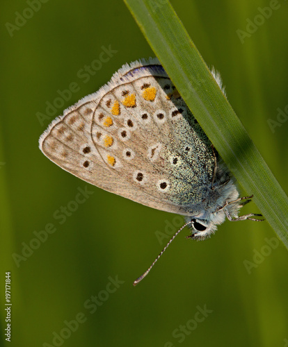 Butterlfy Cacyreus marshalli macro in a green meadow photo