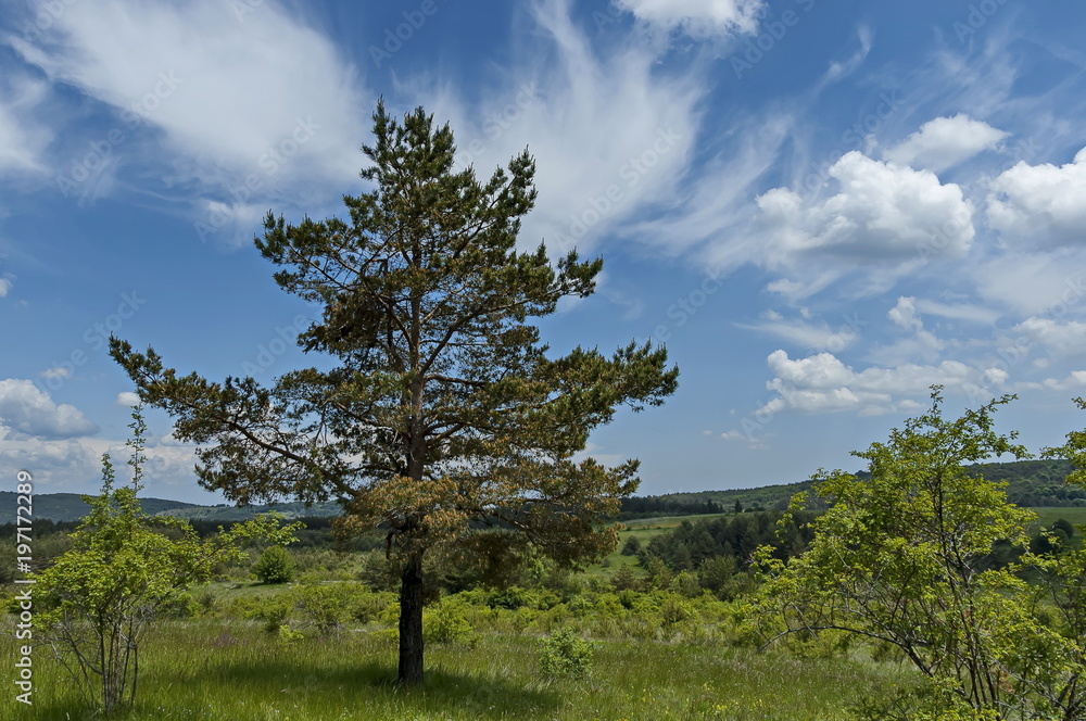 Majestic early summer pine-tree, fresh glade with different grass and blossom wildflower, Plana mountain, Bulgaria Majestic early summer pine-tree, fresh glade with different grass and blossom wildflower, Plana mountain, Bulgaria