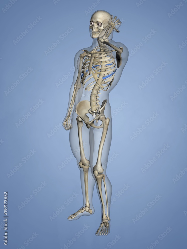 Seventh Rib, Rib Cage, 3D Model Seventh Rib, Rib Cage, 3D Model