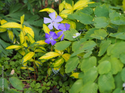 Vinca minor ILLUMINATION 'Cahill' - lesser periwinkle, dwarf periwinkle