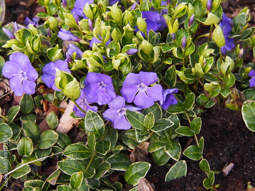 Variegated Vinca minor 'Ralph Shugert' - lesser periwinkle, dwarf periwinkle