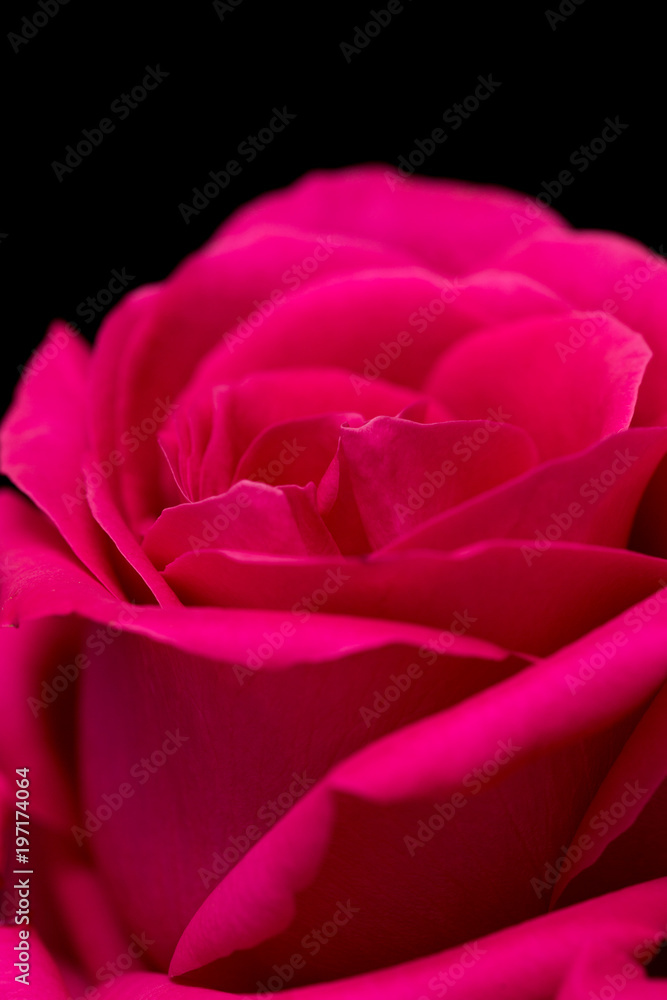 Beautiful red rose on a black background