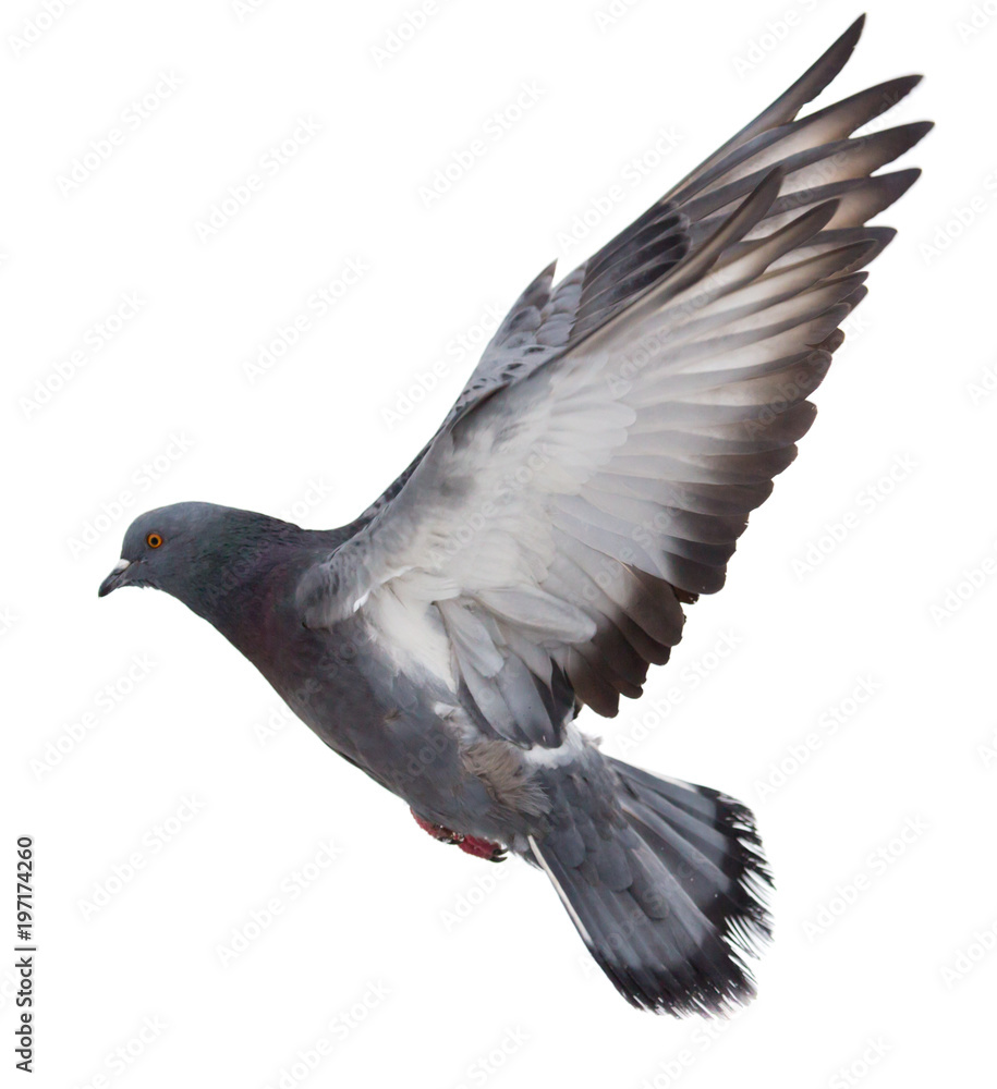 Dove in flight on a white background - obrazy, fototapety, plakaty 
