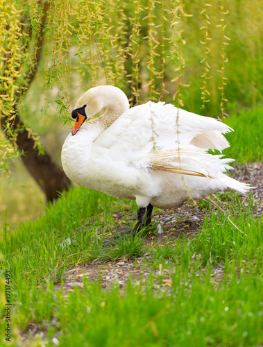 Beautiful white swan on nature in spring