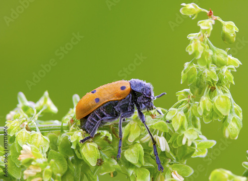 A insects named beetle