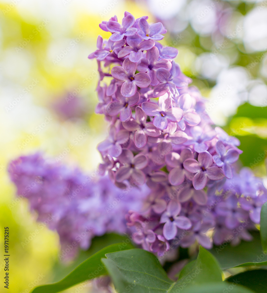 Fototapeta premium Lilac flowers on a tree in spring