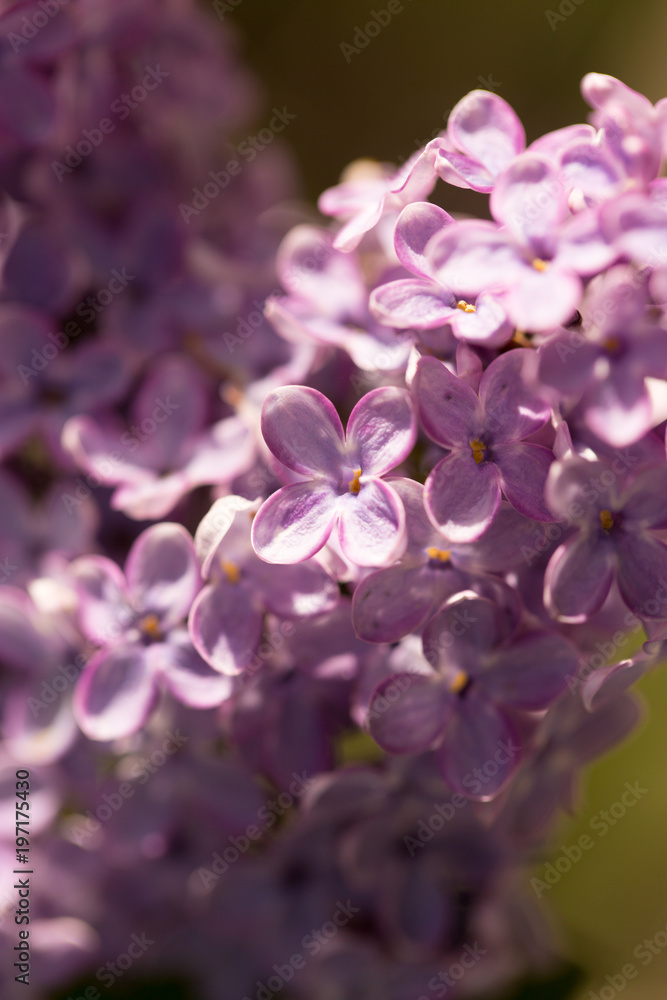 Lilac flowers on a tree in spring Lilac flowers on a tree in spring