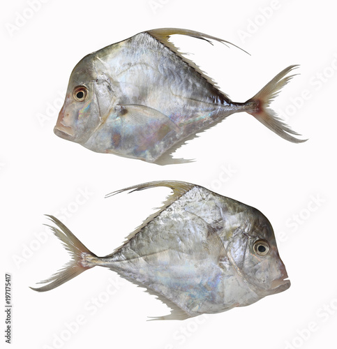 Fresh Cobbler Fishes or Diamond trevallies fish isolated on white background.