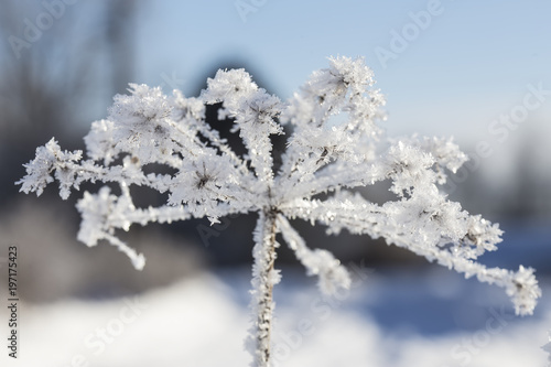 Beautiful frozen plant on an early frosty, sunny morning, on a blurred background.