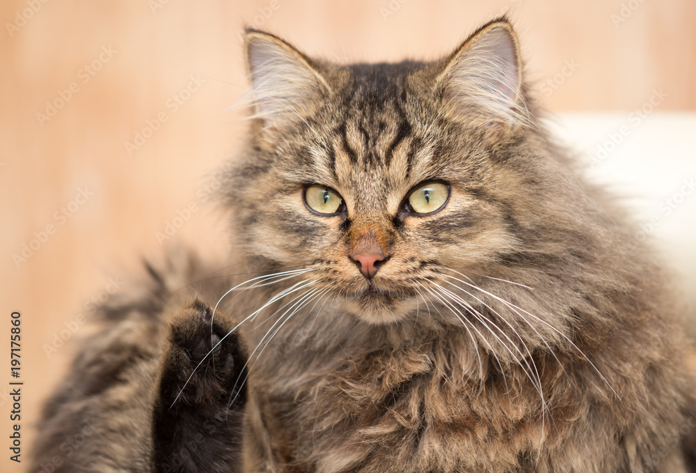 Portrait of a furry cat Maine Coon