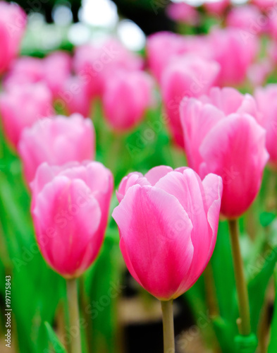 pink tulip in a beautiful field.