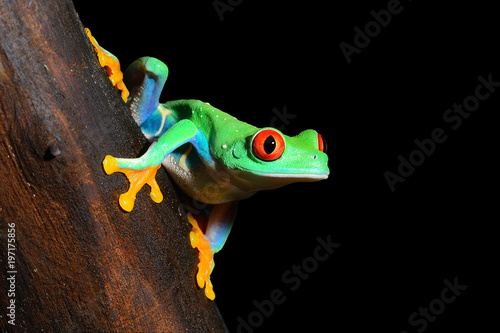 Obraz na plátne red-eye tree frog  Agalychnis callidryas