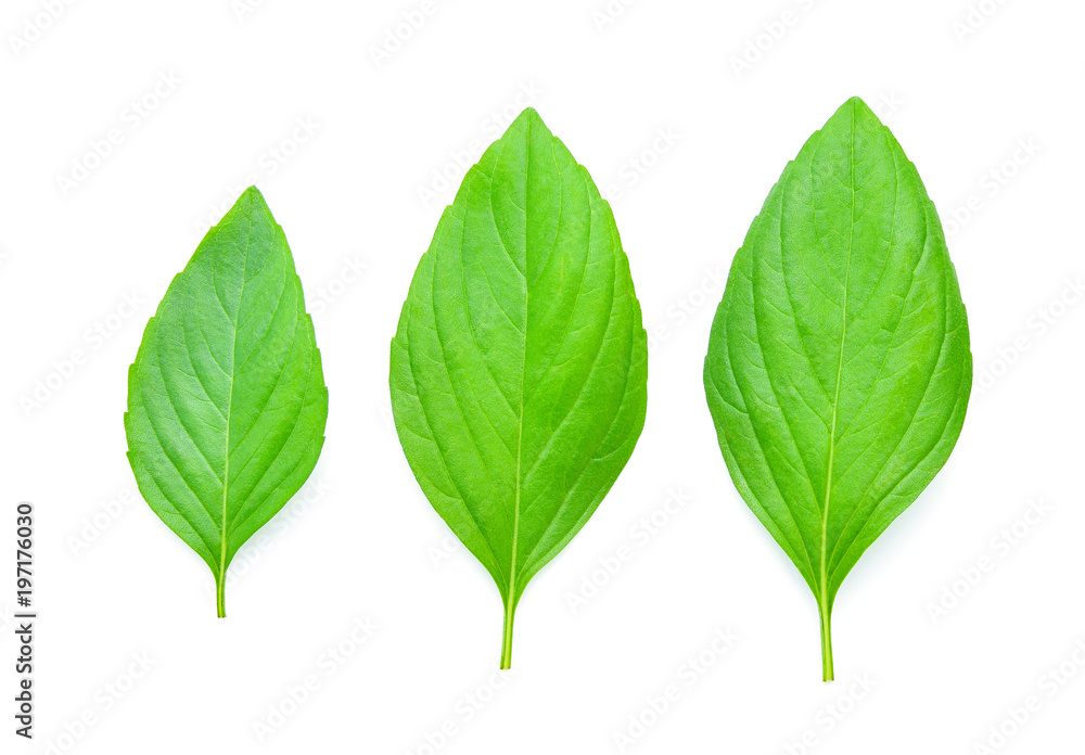 Basil leaves isolated on white background. Basil leaves isolated on white background.