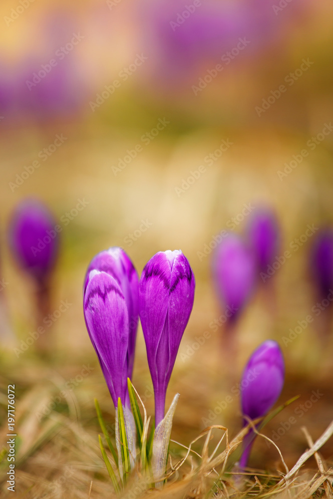 Beautiful first spring flowers. View of close-up blooming violet crocuses in the mountains.