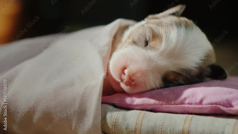 The puppy is sleeping sweetly in his crib. The head lies on the pillow, covered with a blanket. Comfort and a good dream concept The puppy is sleeping sweetly in his crib. The head lies on the pillow, covered with a blanket. Comfort and a good dream concept