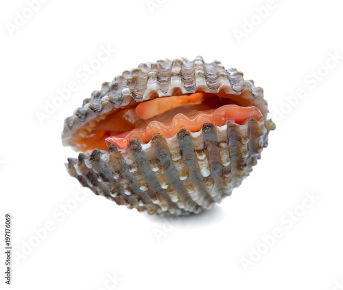 Photos fresh cockles seafood on white background