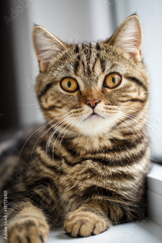 Portrait of house cat. Very serious cat near © serkucher