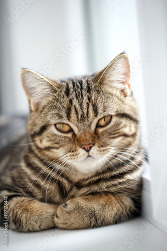 Portrait of house cat. Very serious cat near © serkucher