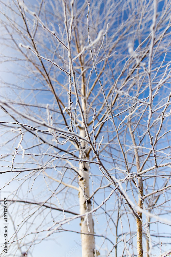 White birch branches in winter against a blue sky White birch branches in winter against a blue sky