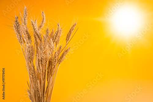 cereal against sky and Sun