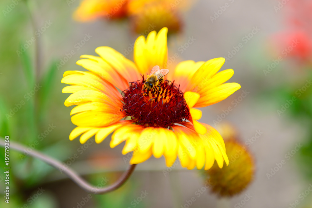 Bee on a flower Bee on a flower