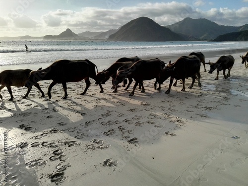 Mandria di bufali sulla spiaggia in Indonesia