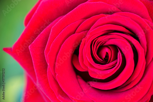 Macro of red rose in a garden, top view