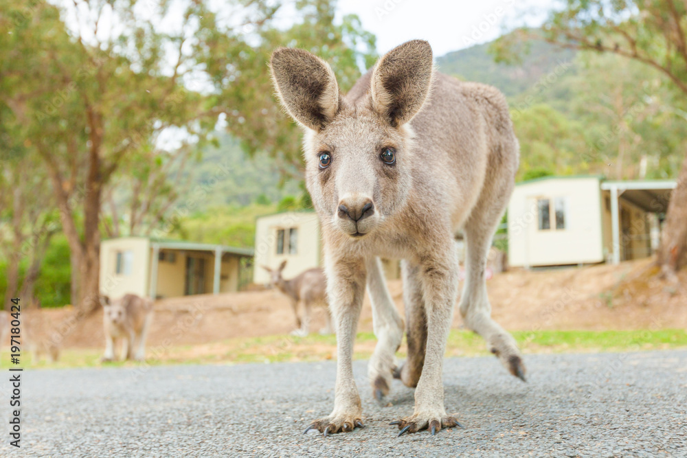 Fototapeta premium Kangaroo is looking at you - low angle closeup shot