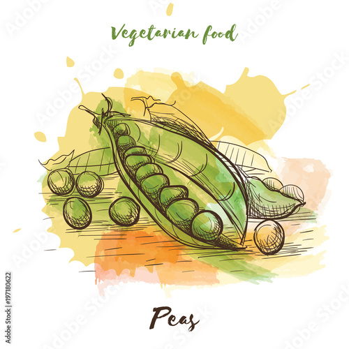 Vector watercolor sketch vegetarian food. Eco food.