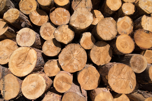 background of a pile of wooden logs  big trunks of tall trees cut  stacked  