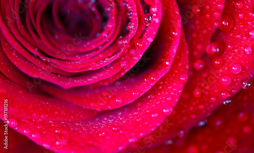 Beautiful delicate red rose flower petal with dew rain drops macro view. Passion concept.