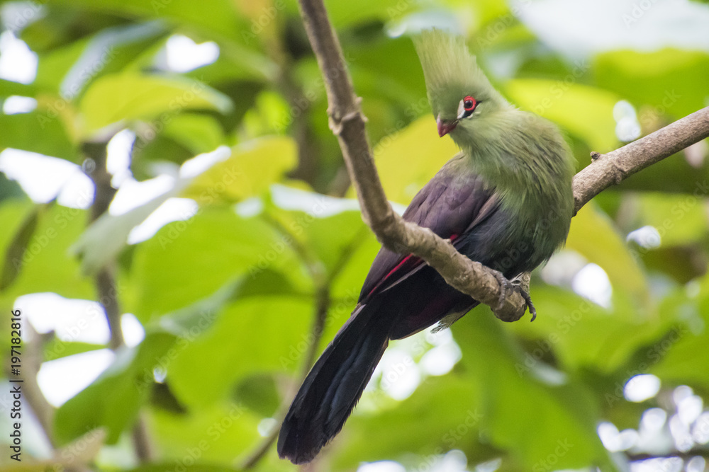 Obraz premium Sitting on a tree branch Livingstone's turaco bird