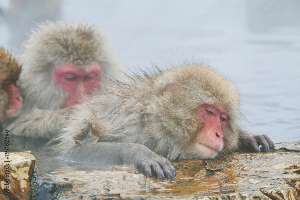 Obraz premium 毛づくろいするスノーモンキー